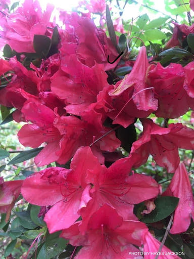 - Azalea 'President Claeys' Evergreen Azalea Southern Indica - Mr Maple │ Buy Japanese Maple Trees