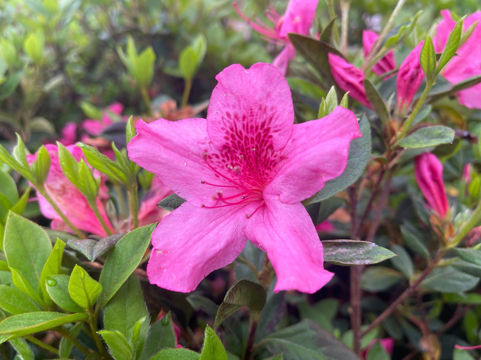 Buy Azalea 'Pride of Mobile' Evergreen Native Azalea — Mr Maple