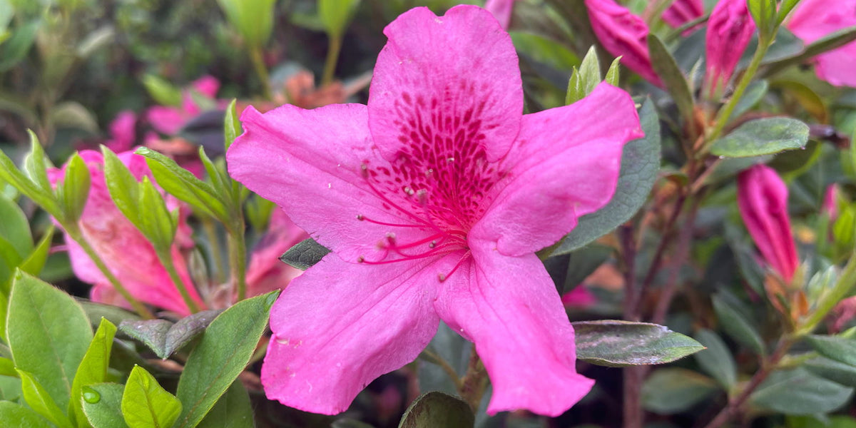 Buy Azalea 'Pride of Mobile' Evergreen Native Azalea — Mr Maple