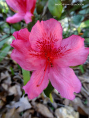 - Azalea 'Pride of Mobile' Pink Evergreen Azalea Southern Indica - Mr Maple │ Buy Japanese Maple Trees