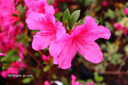 - Azalea 'Pride of Mobile' Pink Evergreen Azalea Southern Indica - Mr Maple │ Buy Japanese Maple Trees