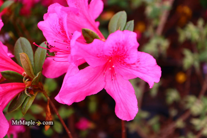 - Azalea 'Pride of Mobile' Pink Evergreen Azalea Southern Indica - Mr Maple │ Buy Japanese Maple Trees