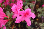 - Azalea 'Pride of Mobile' Pink Evergreen Azalea Southern Indica - Mr Maple │ Buy Japanese Maple Trees