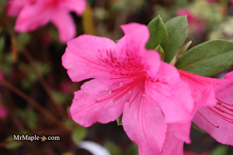 - Azalea 'Pride of Mobile' Pink Evergreen Azalea Southern Indica - Mr Maple │ Buy Japanese Maple Trees