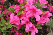 - Azalea 'Pride of Mobile' Pink Evergreen Azalea Southern Indica - Mr Maple │ Buy Japanese Maple Trees