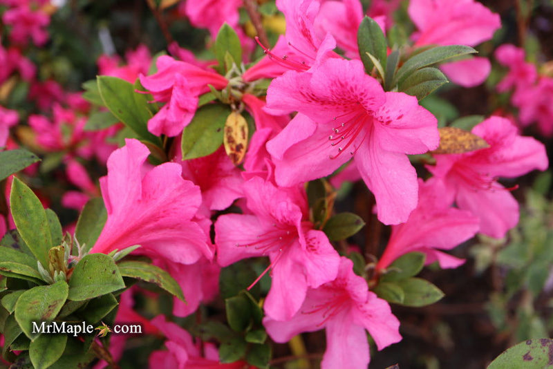 - Azalea 'Pride of Mobile' Pink Evergreen Azalea Southern Indica - Mr Maple │ Buy Japanese Maple Trees