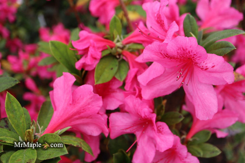 - Azalea 'Pride of Mobile' Pink Evergreen Azalea Southern Indica - Mr Maple │ Buy Japanese Maple Trees