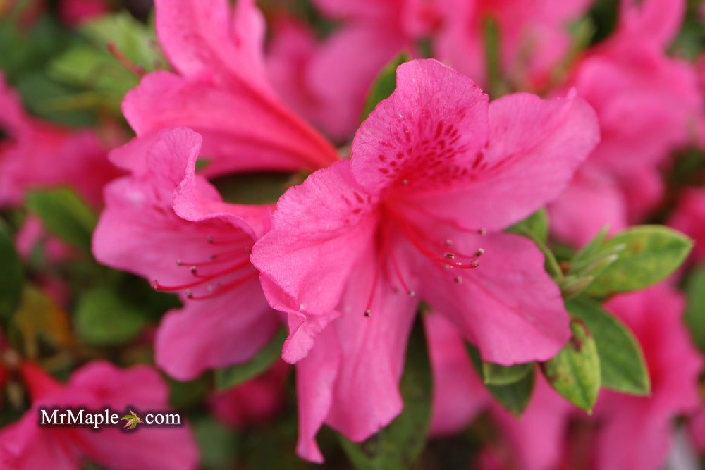 Buy Azalea 'Pride of Mobile' Evergreen Native Azalea — Mr Maple