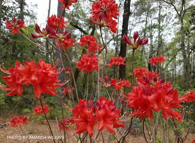 - Azalea 'Radiant Red' Native Aromi Azalea - Mr Maple │ Buy Japanese Maple Trees