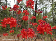 - Azalea 'Radiant Red' Native Aromi Azalea - Mr Maple │ Buy Japanese Maple Trees