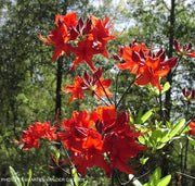 - Azalea 'Radiant Red' Native Aromi Azalea - Mr Maple │ Buy Japanese Maple Trees