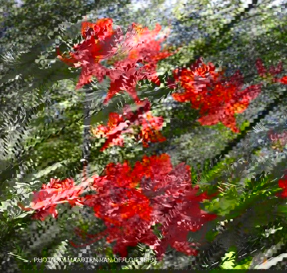 - Azalea 'Radiant Red' Native Aromi Azalea - Mr Maple │ Buy Japanese Maple Trees