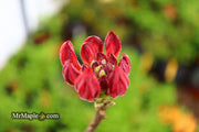 - Azalea 'Radiant Red' Native Aromi Azalea - Mr Maple │ Buy Japanese Maple Trees