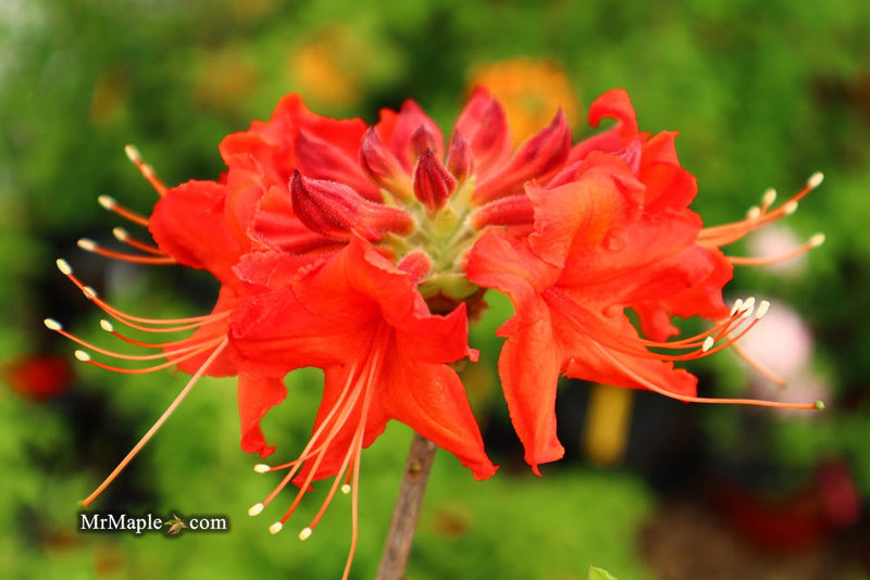 - Azalea 'Radiant Red' Native Aromi Azalea - Mr Maple │ Buy Japanese Maple Trees