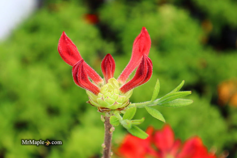 - Azalea 'Radiant Red' Native Aromi Azalea - Mr Maple │ Buy Japanese Maple Trees