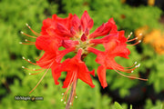 - Azalea 'Radiant Red' Native Aromi Azalea - Mr Maple │ Buy Japanese Maple Trees
