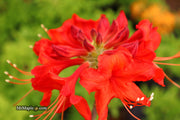 - Azalea 'Radiant Red' Native Aromi Azalea - Mr Maple │ Buy Japanese Maple Trees