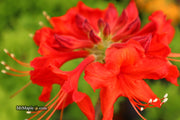 - Azalea 'Radiant Red' Native Aromi Azalea - Mr Maple │ Buy Japanese Maple Trees
