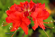 - Azalea 'Radiant Red' Native Aromi Azalea - Mr Maple │ Buy Japanese Maple Trees