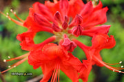 - Azalea 'Radiant Red' Native Aromi Azalea - Mr Maple │ Buy Japanese Maple Trees