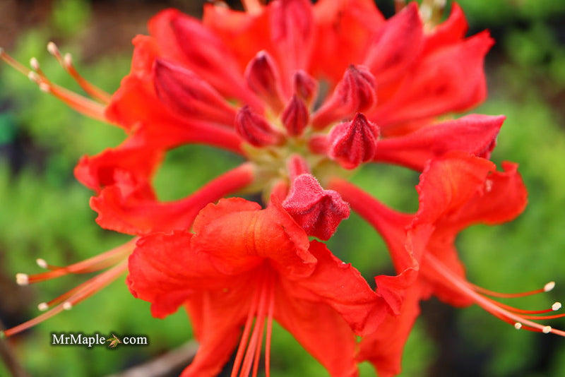- Azalea 'Radiant Red' Native Aromi Azalea - Mr Maple │ Buy Japanese Maple Trees