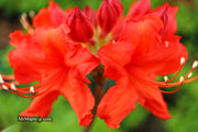 - Azalea 'Radiant Red' Native Aromi Azalea - Mr Maple │ Buy Japanese Maple Trees