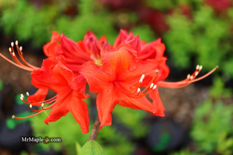 - Azalea 'Radiant Red' Native Aromi Azalea - Mr Maple │ Buy Japanese Maple Trees