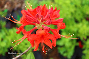 - Azalea 'Radiant Red' Native Aromi Azalea - Mr Maple │ Buy Japanese Maple Trees
