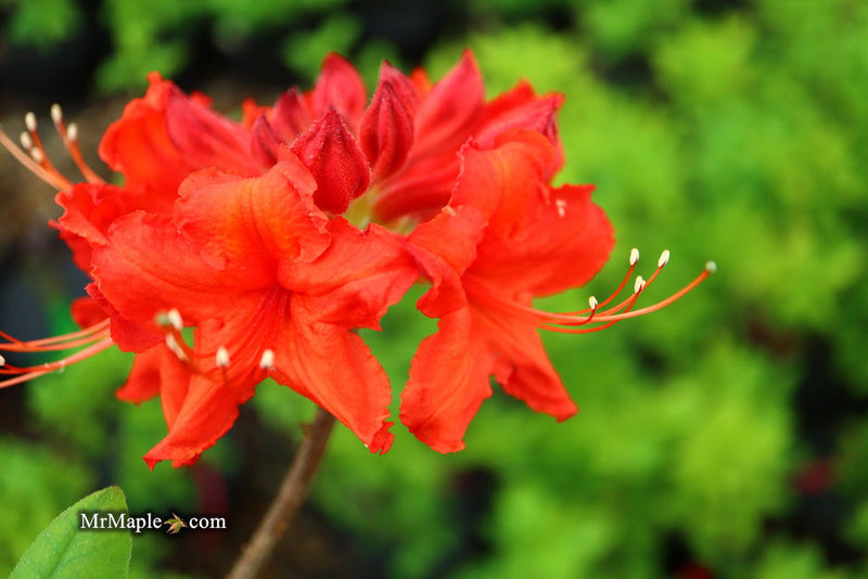 - Azalea 'Radiant Red' Native Aromi Azalea - Mr Maple │ Buy Japanese Maple Trees