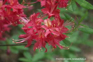 - Azalea 'Razzberry’ Pink Native Azalea - Mr Maple │ Buy Japanese Maple Trees