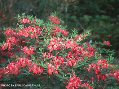 - Azalea 'Razzberry’ Pink Native Azalea - Mr Maple │ Buy Japanese Maple Trees