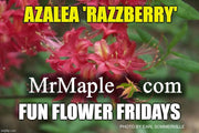 - Azalea 'Razzberry’ Pink Native Azalea - Mr Maple │ Buy Japanese Maple Trees