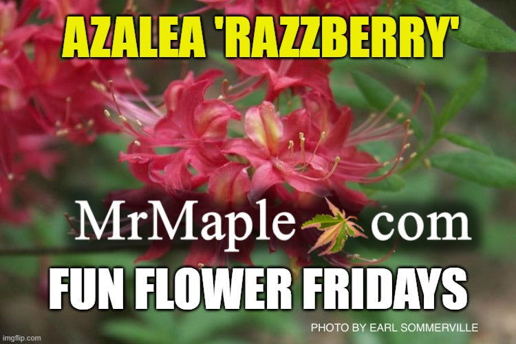 - Azalea 'Razzberry’ Pink Native Azalea - Mr Maple │ Buy Japanese Maple Trees