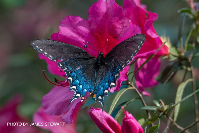 - Azalea 'Red Formosa' Red Evergreen Azalea Southern Indica - Mr Maple │ Buy Japanese Maple Trees