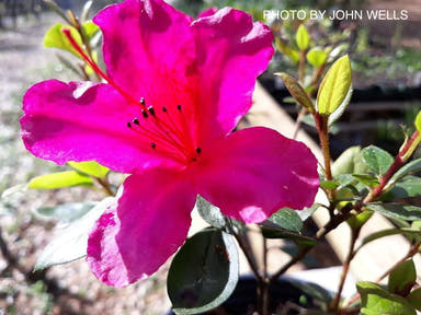 - Azalea 'Red Formosa' Red Evergreen Azalea Southern Indica - Mr Maple │ Buy Japanese Maple Trees