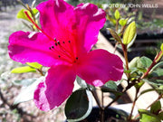 - Azalea 'Red Formosa' Red Evergreen Azalea Southern Indica - Mr Maple │ Buy Japanese Maple Trees