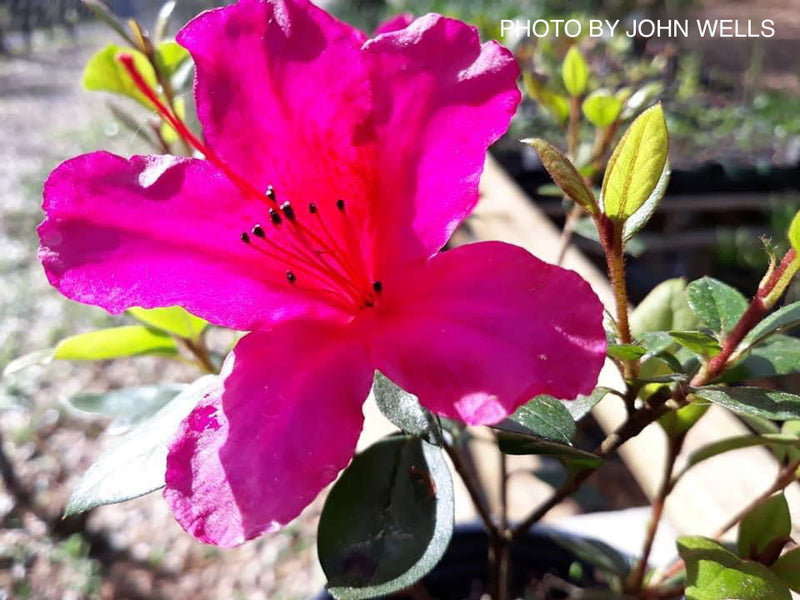 - Azalea 'Red Formosa' Red Evergreen Azalea Southern Indica - Mr Maple │ Buy Japanese Maple Trees