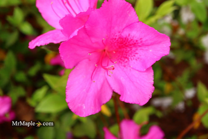 - Azalea 'Red Formosa' Red Evergreen Azalea Southern Indica - Mr Maple │ Buy Japanese Maple Trees