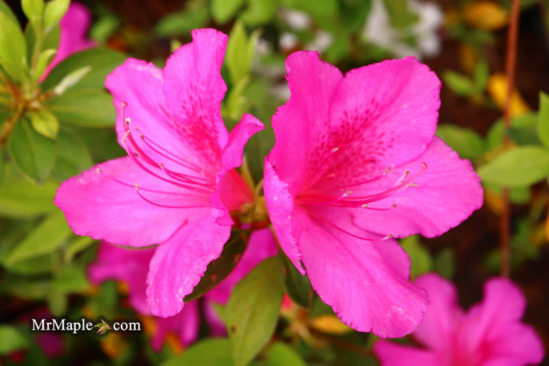 - Azalea 'Red Formosa' Red Evergreen Azalea Southern Indica - Mr Maple │ Buy Japanese Maple Trees