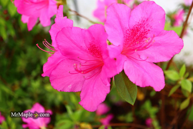- Azalea 'Red Formosa' Red Evergreen Azalea Southern Indica - Mr Maple │ Buy Japanese Maple Trees
