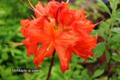 Buy Azalea 'Red Knaphill' Red Flowers Deciduous Azalea  Mr Maple  Buy  Japanese Maple Trees