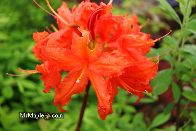 - Azalea 'Red Knaphill’ Red Blooms Deciduous Azalea - Mr Maple │ Buy Japanese Maple Trees