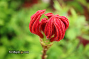 - Azalea 'Red Knaphill’ Red Blooms Deciduous Azalea - Mr Maple │ Buy Japanese Maple Trees