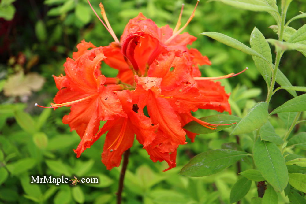 Buy Azalea 'Red Knaphill' Red Flowers Deciduous Azalea — Mr Maple