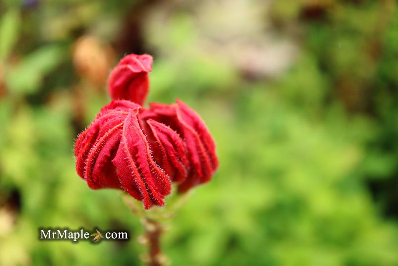 - Azalea 'Red Knaphill’ Red Blooms Deciduous Azalea - Mr Maple │ Buy Japanese Maple Trees