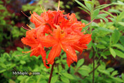 - Azalea 'Red Knaphill’ Red Blooms Deciduous Azalea - Mr Maple │ Buy Japanese Maple Trees