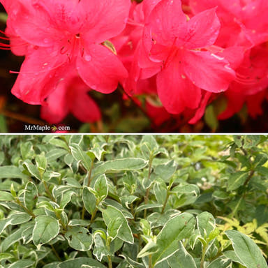 - Azalea 'Red Lustre’ Evergreen Cherry Rose Azalea - Mr Maple │ Buy Japanese Maple Trees