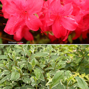 - Azalea 'Red Lustre’ Evergreen Cherry Rose Azalea - Mr Maple │ Buy Japanese Maple Trees