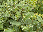 - Azalea 'Red Lustre’ Evergreen Cherry Rose Azalea - Mr Maple │ Buy Japanese Maple Trees