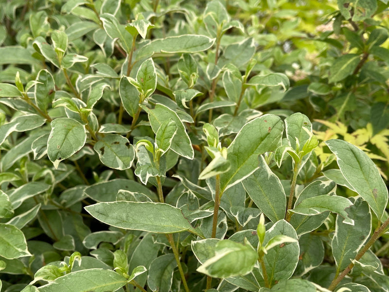 - Azalea 'Red Lustre’ Evergreen Cherry Rose Azalea - Mr Maple │ Buy Japanese Maple Trees